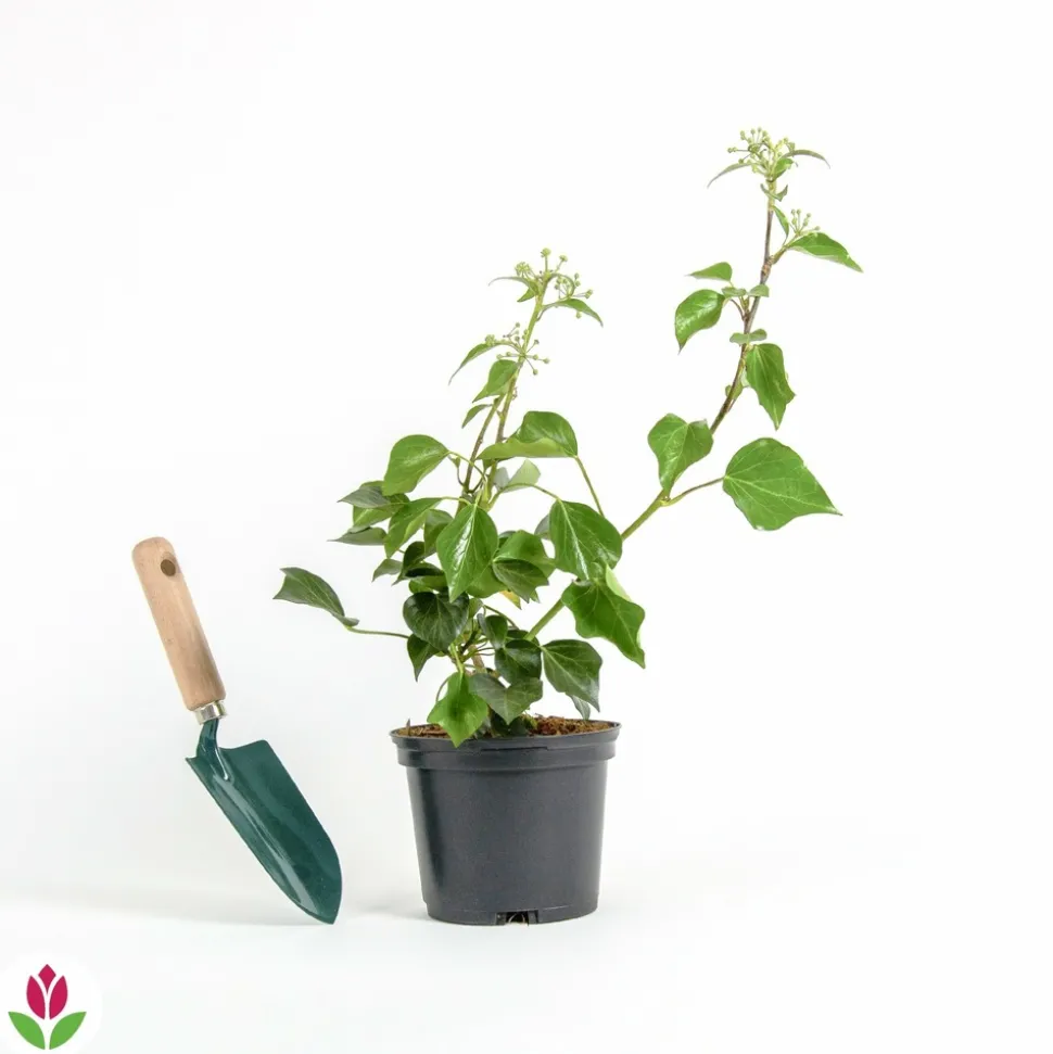 WILLEMSE FRANCE - Hedera helix arborescens - lierre arbustif - le pot / 2l / hauteur livrée 25-30cm