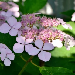 WILLEMSE FRANCE - Hortensia été indien - le pot / ø 13cm / 3-5 branches / hauteur livrée 15-20cm, vendu par lot de 2