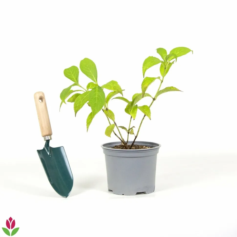 WILLEMSE FRANCE - Hortensia été indien - le pot / ø 13cm / 3-5 branches / hauteur livrée 15-20cm, vendu par lot de 2