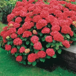 WILLEMSE FRANCE - Hortensia rouge - le pot / ø 9cm, vendu par lot de 6