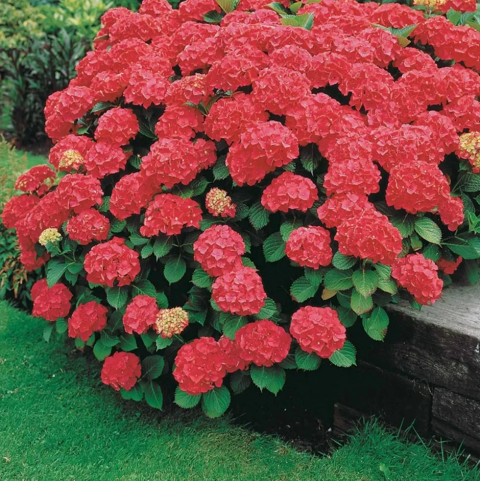 WILLEMSE FRANCE - Hortensia rouge - le pot / ø 9cm, vendu par lot de 6