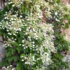 WILLEMSE FRANCE - Hortensia grimpant du japon - le pot / 1.5l / hauteur livrée 20-60cm