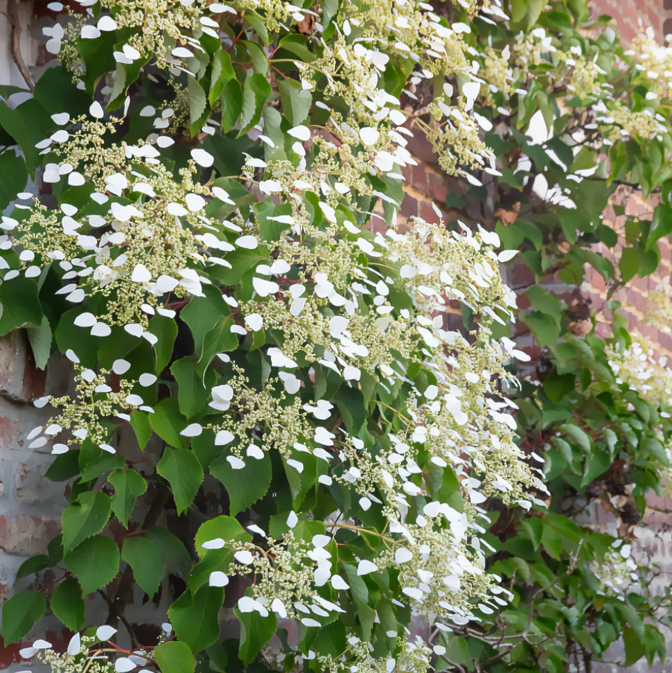 WILLEMSE FRANCE - Hortensia grimpant du japon - le pot / 1.5l / hauteur livrée 20-60cm