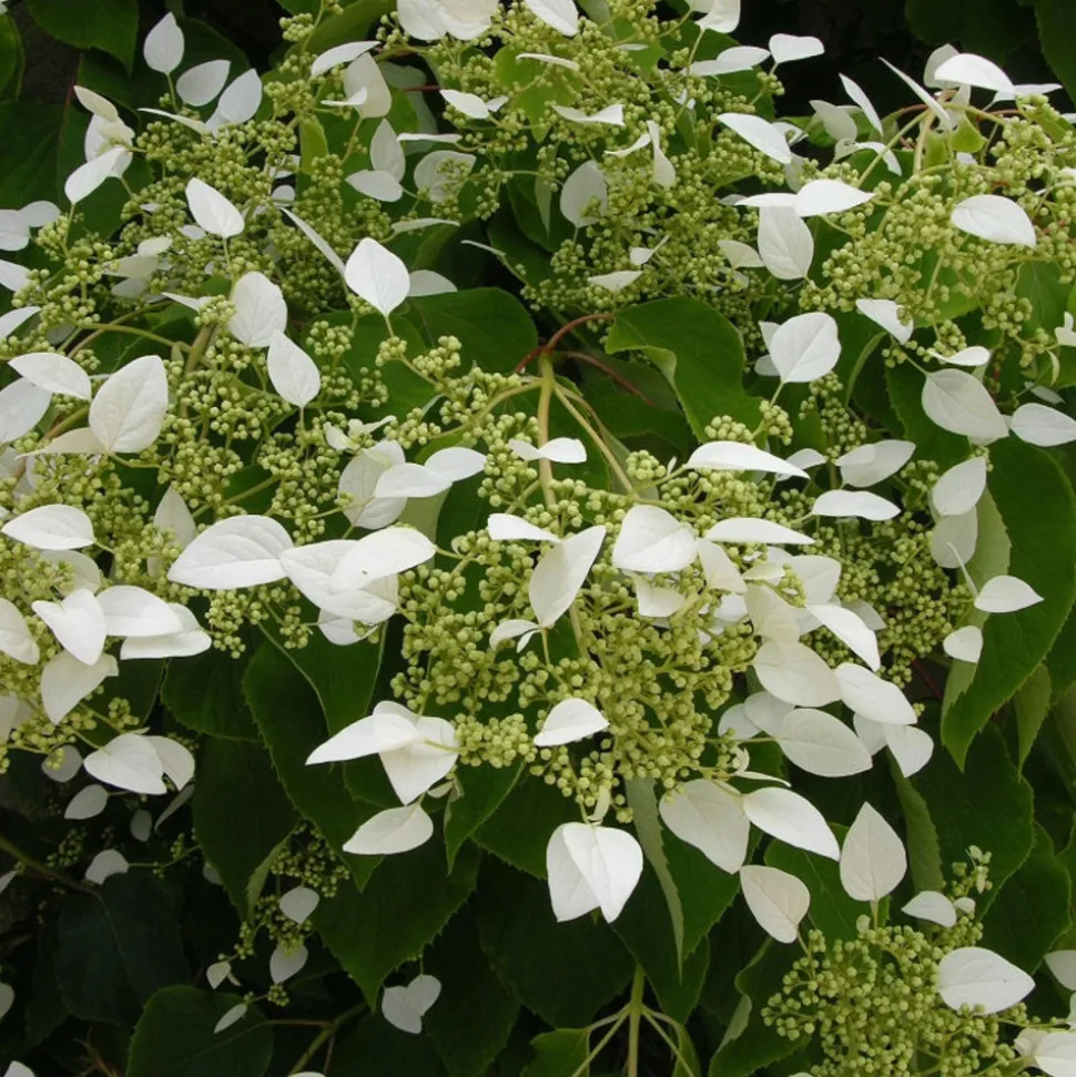 WILLEMSE FRANCE - Hortensia grimpant du japon - le pot / 1.5l / hauteur livrée 20-60cm