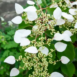 WILLEMSE FRANCE - Hortensia grimpant du japon - le pot / 1.5l / hauteur livrée 20-60cm