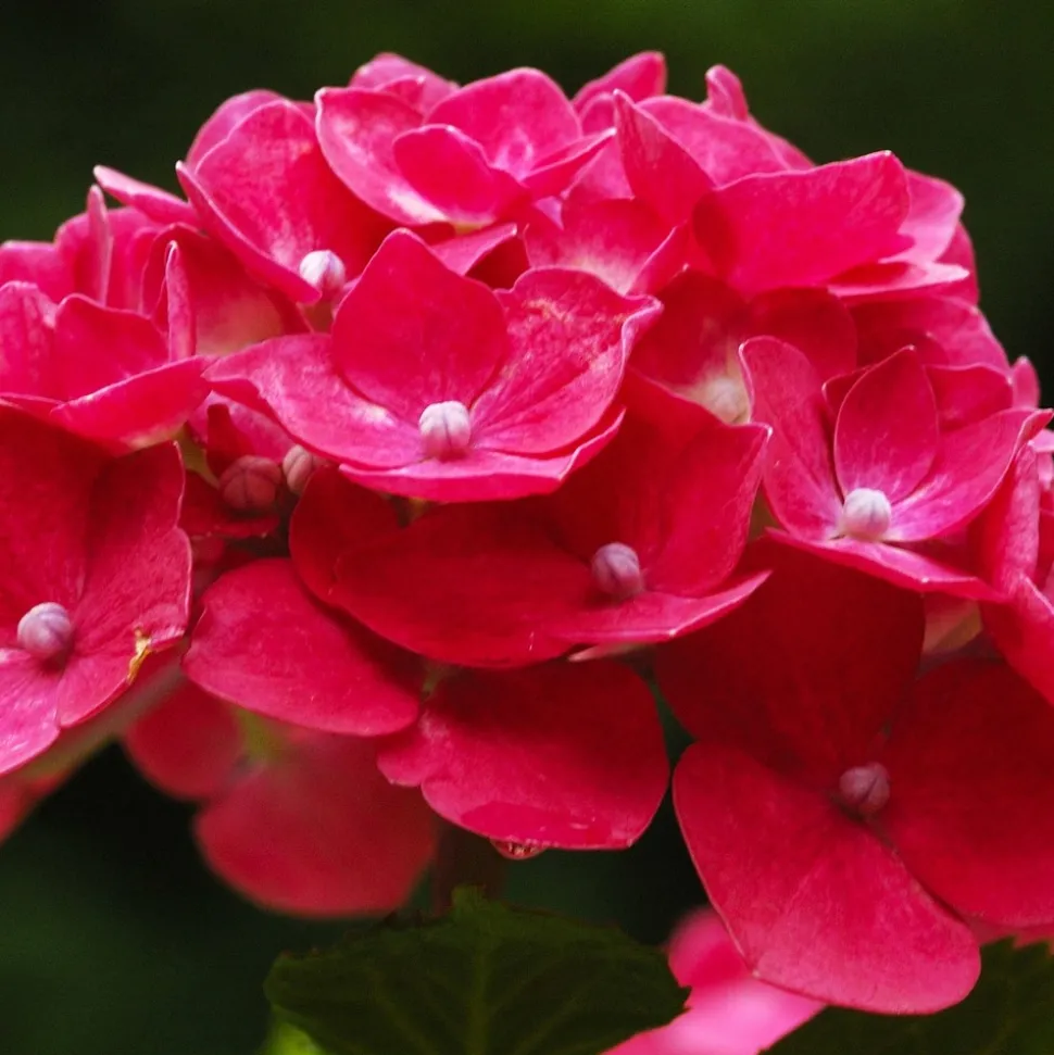WILLEMSE FRANCE - Hortensia rouge - le pot / 1.3l / 3-5 branches / hauteur livrée 15-20cm, vendu par lot de 2