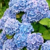 WILLEMSE FRANCE - Hortensia bleu - le pot / ø 9cm