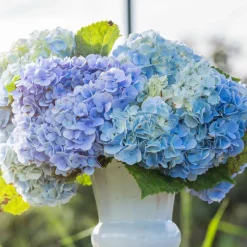 WILLEMSE FRANCE - Hortensia bleu - le pot / ø 9cm