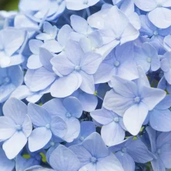 WILLEMSE FRANCE - Hortensia bleu - le pot / ø 9cm