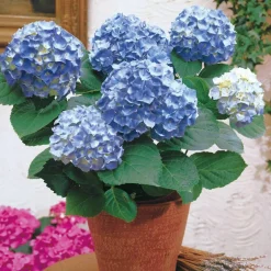 WILLEMSE FRANCE - Hortensia bleu - le pot / ø 9cm