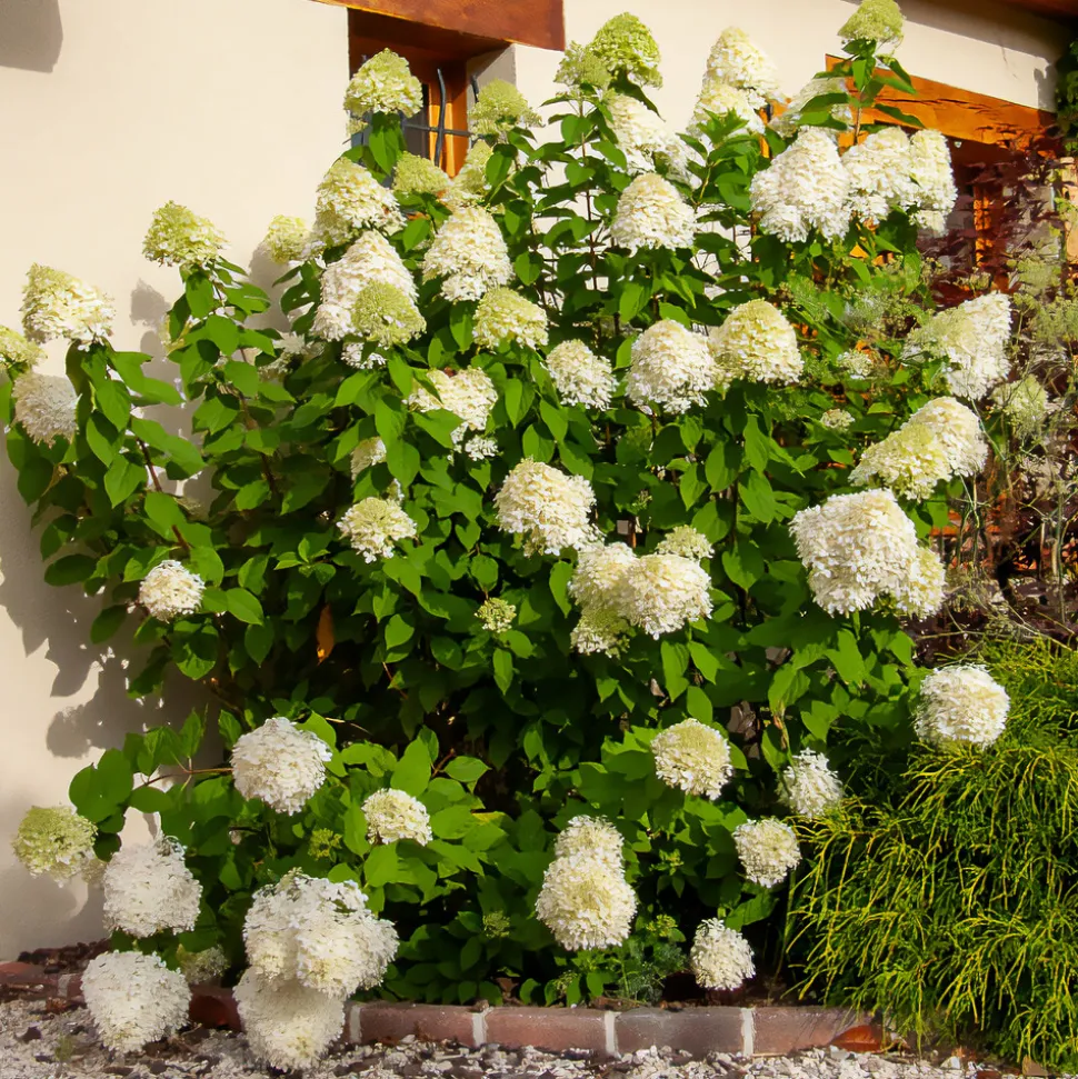WILLEMSE FRANCE - Hortensia paniculé limelight® - le pot / ø 8cm, vendu par lot de 2