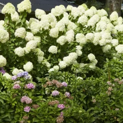 WILLEMSE FRANCE - Hortensia paniculé limelight® - le pot / ø 8cm