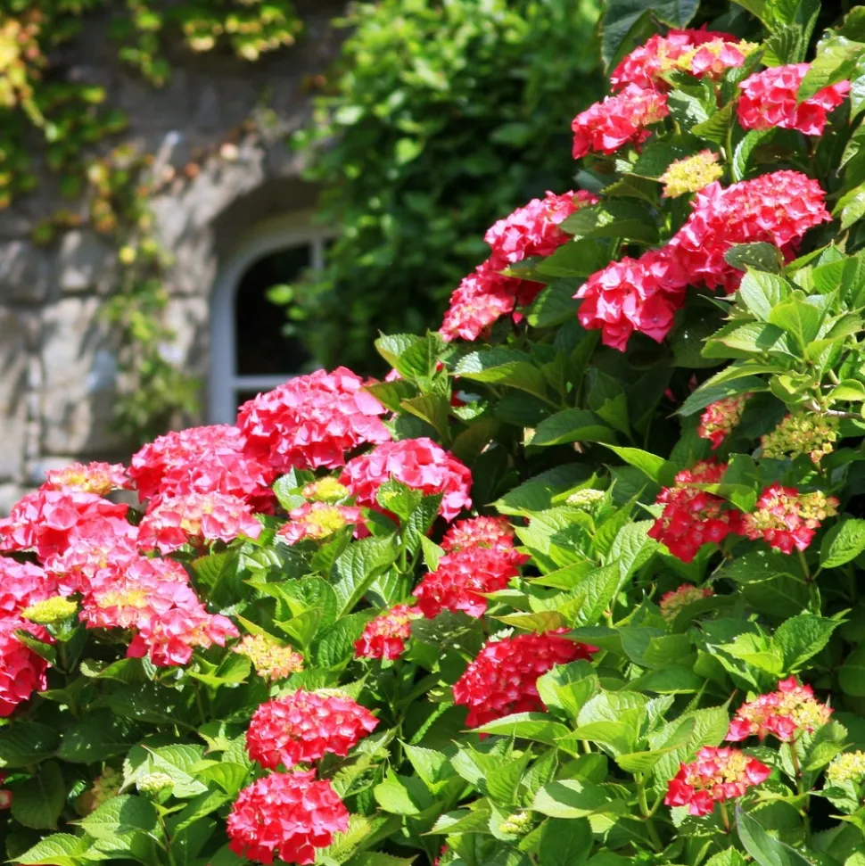 WILLEMSE FRANCE - Hortensia rouge - le pot / 1.3l / 3-5 branches / hauteur livrée 15-20cm, vendu par lot de 4