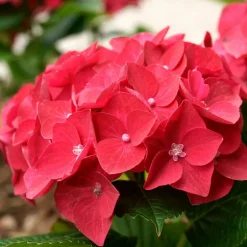 WILLEMSE FRANCE - Hortensia rouge - le pot / 1.3l / 3-5 branches / hauteur livrée 15-20cm, vendu par lot de 4