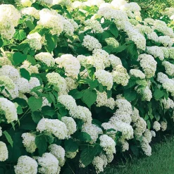 WILLEMSE FRANCE - Hortensia annabelle - le pot / ø 9cm, vendu par lot de 2