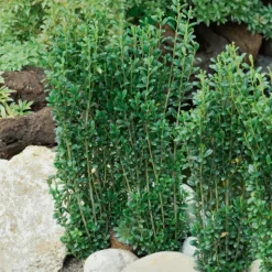WILLEMSE FRANCE - Houx crénelé fastigiata - le pot / 2l / hauteur livrée 25-30cm, vendu par lot de 2