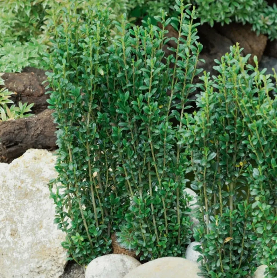 WILLEMSE FRANCE - Houx crénelé fastigiata - le pot / 2l / hauteur livrée 25-30cm, vendu par lot de 2