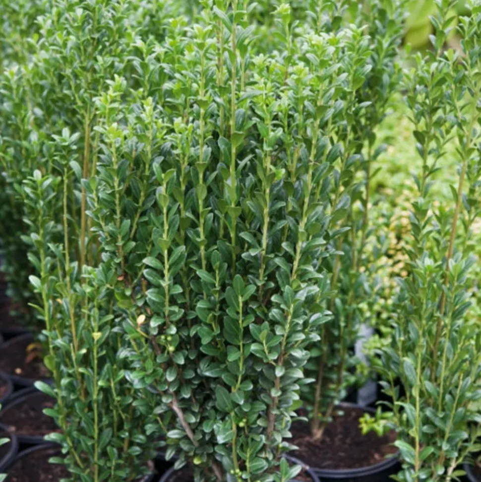 WILLEMSE FRANCE - Houx crénelé fastigiata - le pot / 2l / hauteur livrée 25-30cm, vendu par lot de 2