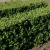 WILLEMSE FRANCE - Houx crénelé dark green® - le pot / ø 9cm / hauteur livrée 10-15cm, vendu par lot de 2