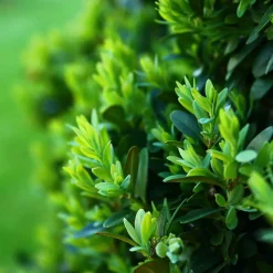 WILLEMSE FRANCE - Houx crénelé dark green® - le pot / ø 9cm / hauteur livrée 10-15cm, vendu par lot de 2