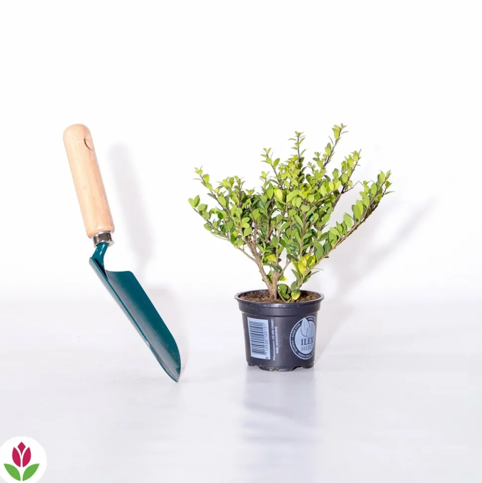 WILLEMSE FRANCE - Houx crénelé dark green® - le pot / ø 9cm / hauteur livrée 10-15cm, vendu par lot de 2