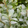 WILLEMSE FRANCE - Houx mutchagara - le pot / ø 9cm, vendu par lot de 2