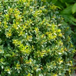 WILLEMSE FRANCE - Houx mutchagara - le pot / ø 9cm, vendu par lot de 2