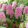 WILLEMSE FRANCE - Jacinthe pink pearl - le sachet de 3 bulbes / circonference 15-16cm, vendu par lot de 4