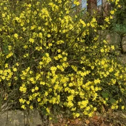 WILLEMSE FRANCE - Jasmin d'hiver - le pot / ø 9cm