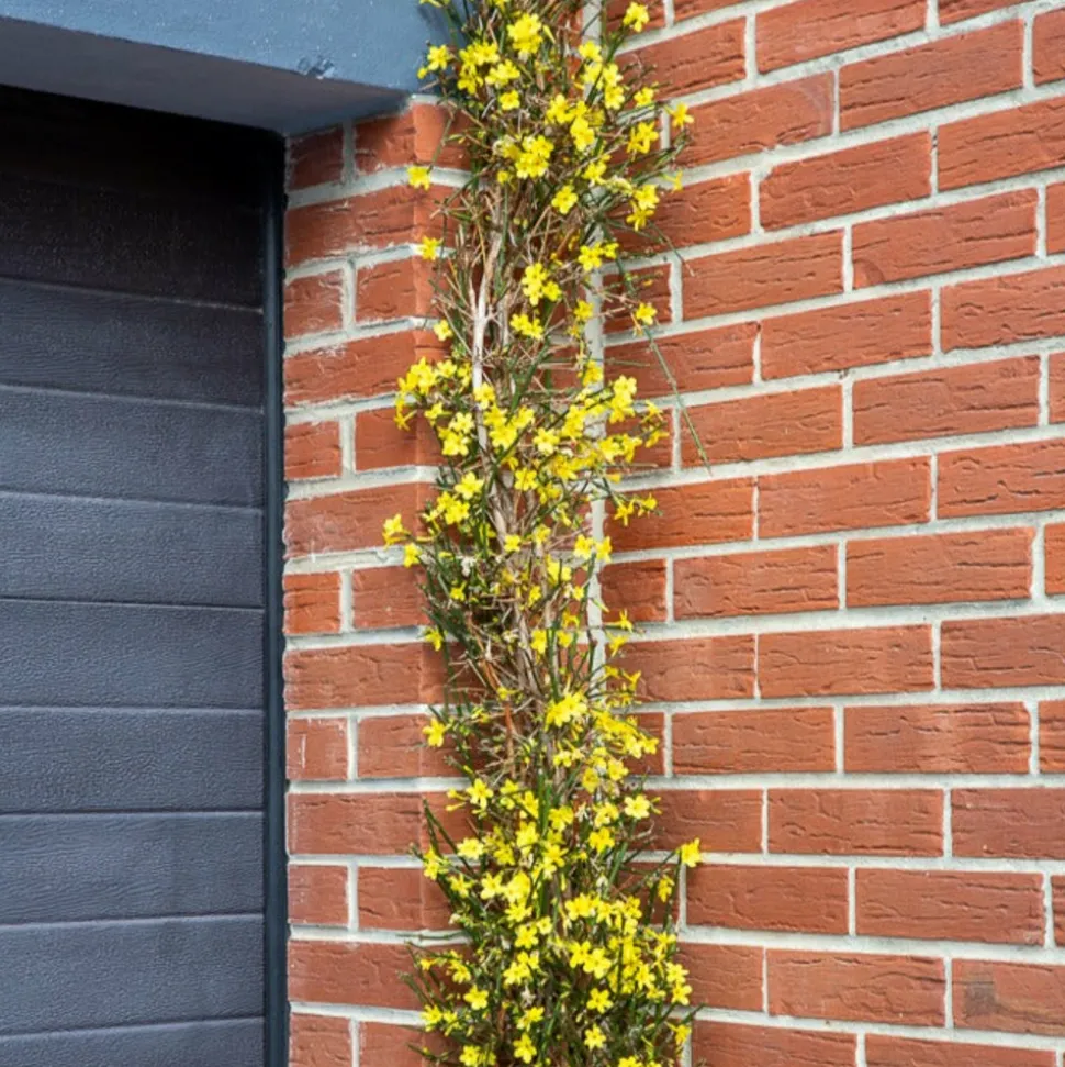 WILLEMSE FRANCE - Jasmin d'hiver - le pot / ø 9cm