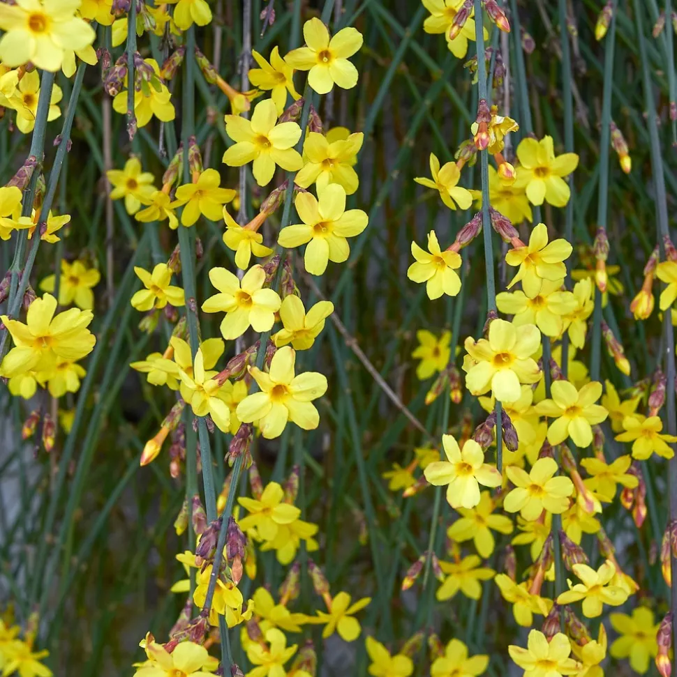 WILLEMSE FRANCE - Jasmin d'hiver - le pot / ø 9cm