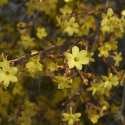WILLEMSE FRANCE - Jasmin d'hiver - le pot / ø 9cm, vendu par lot de 2