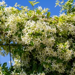 WILLEMSE FRANCE - Jasmin étoilé - le pot / 2l / hauteur livrée 40-50cm, vendu par lot de 2