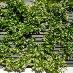 WILLEMSE FRANCE - Jasmin étoilé - le pot / 2l / hauteur livrée 40-50cm, vendu par lot de 2
