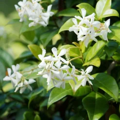 WILLEMSE FRANCE - Jasmin étoilé - le pot / ø 9cm, vendu par lot de 4