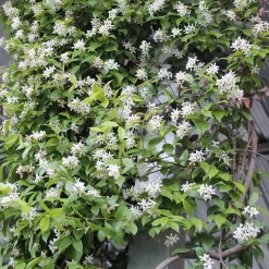WILLEMSE FRANCE - Jasmin étoilé - le pot / ø 9cm, vendu par lot de 4