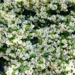 WILLEMSE FRANCE - Jasmin étoilé - le pot / ø 9cm, vendu par lot de 4