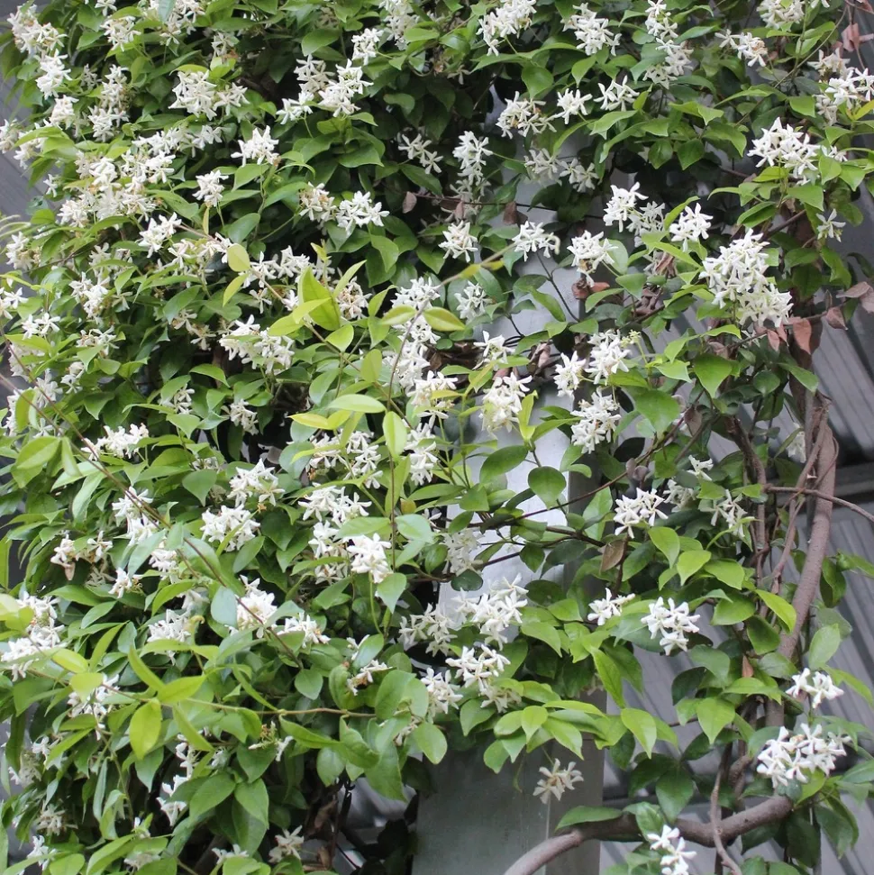 WILLEMSE FRANCE - Jasmin étoilé - le pot / ø 9cm