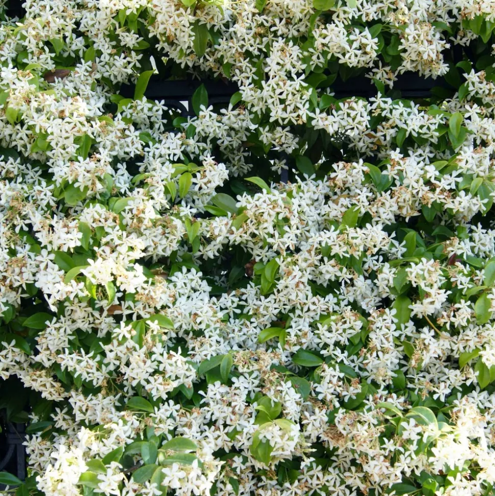 WILLEMSE FRANCE - Jasmin étoilé - le pot / ø 9cm