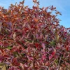 WILLEMSE FRANCE - Jasmin étoilé winter ruby® - le pot / 1,5l / hauteur livrée 20-60cm
