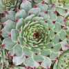 WILLEMSE FRANCE - Joubarbe - chick charms ® mint marvel - sempervivum - le pot / ø 9cm, vendu par lot de 2