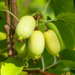 WILLEMSE FRANCE - Kiwi arctique - le pot / ø 15cm / hauteur livrée 50-60cm
