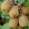 WILLEMSE FRANCE - Kiwi autofertile solissimo renact - le pot / 1l / hauteur livrée 20-40cm, vendu par lot de 2