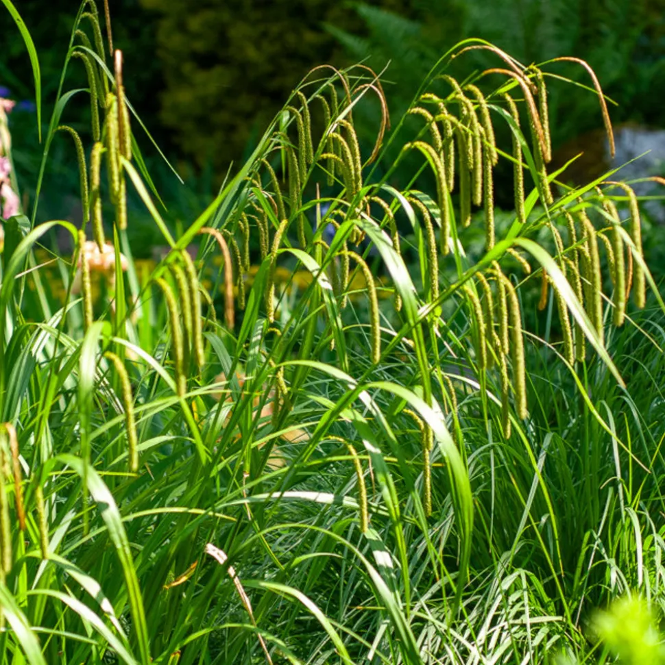 WILLEMSE FRANCE - Laîche pendante - carex - le pot / ø 9cm, vendu par lot de 2