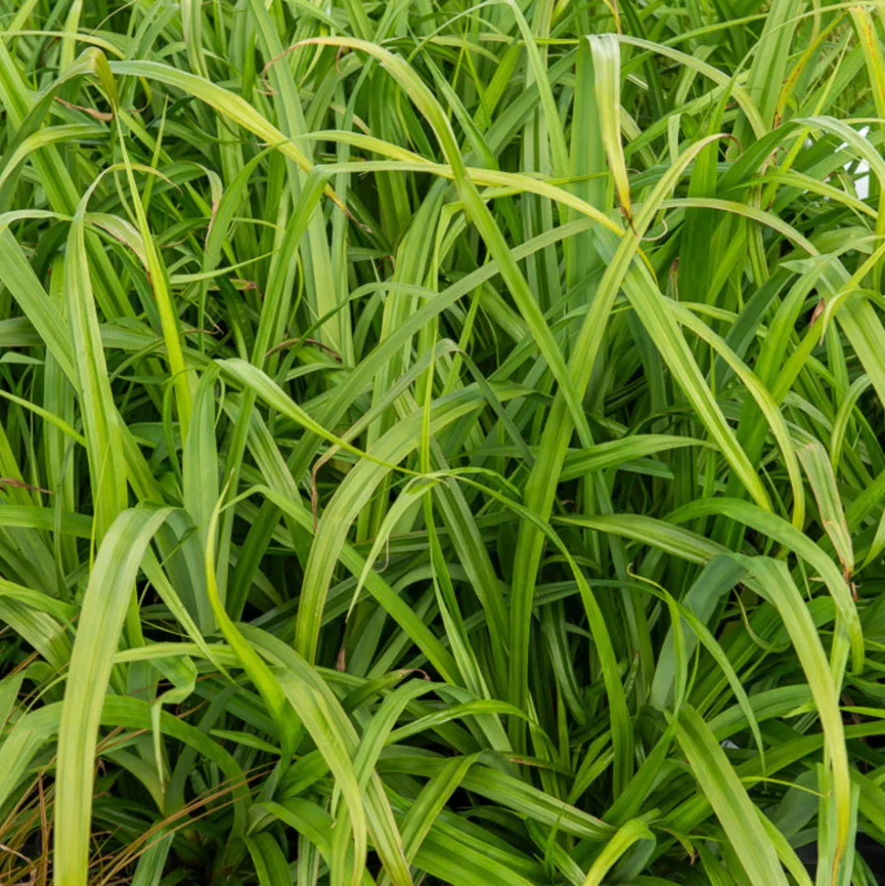 WILLEMSE FRANCE - Laîche pendante - carex - le pot / ø 9cm, vendu par lot de 2