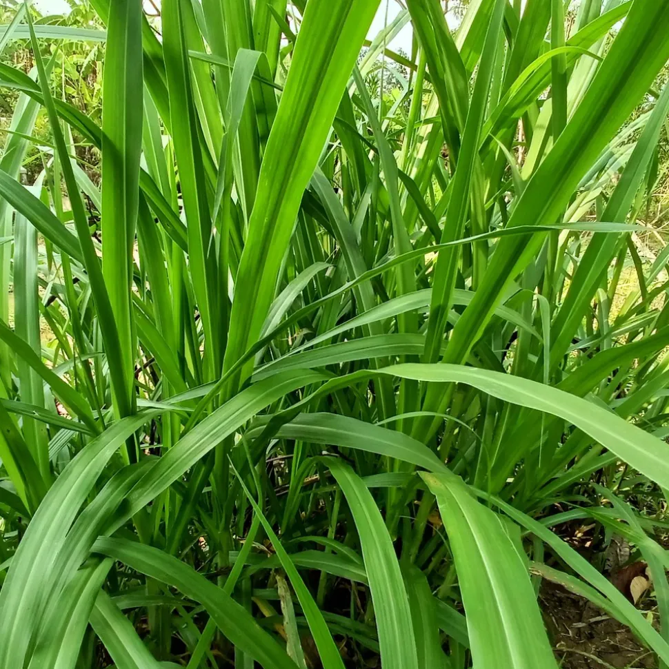 WILLEMSE FRANCE - Laîche pendante - carex - le pot / ø 9cm, vendu par lot de 2