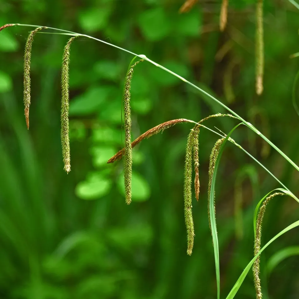 WILLEMSE FRANCE - Laîche pendante - carex - le pot / ø 9cm, vendu par lot de 2
