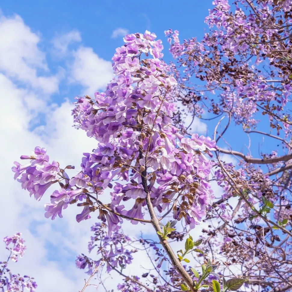 WILLEMSE FRANCE - L'arbre impérial - paulownia - le pot / 2l / hauteur livrée 35-50cm, vendu par lot de 2