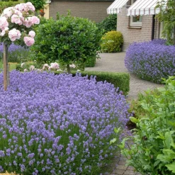 WILLEMSE FRANCE - Lavande vraie hidcote - le pot / ø 9cm, vendu par lot de 2