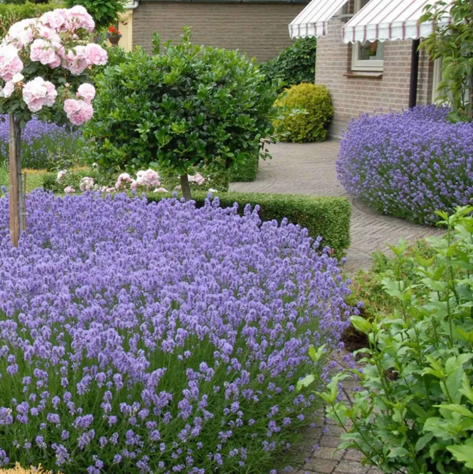 WILLEMSE FRANCE - Lavande vraie hidcote - le pot / ø 9cm, vendu par lot de 2